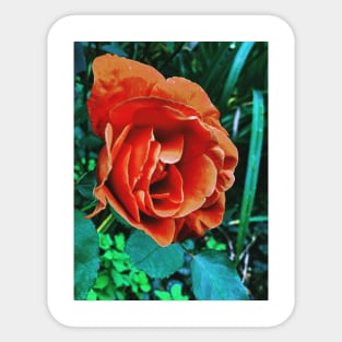 Orange Chinese Rose Sticker